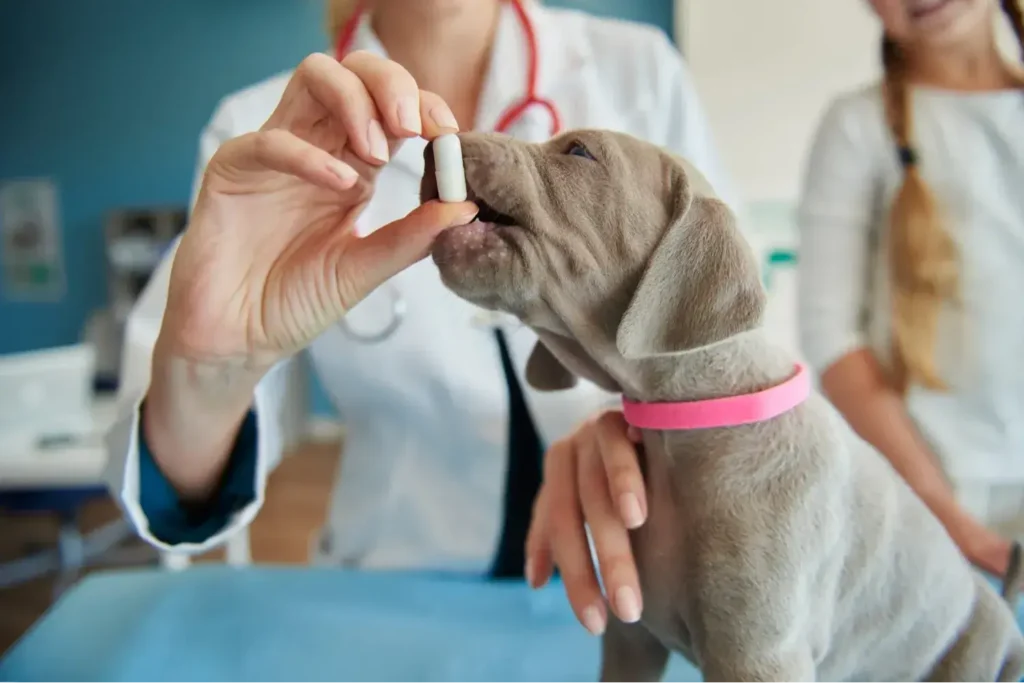 Diplomado-en-farmacologia-veterinaria-2