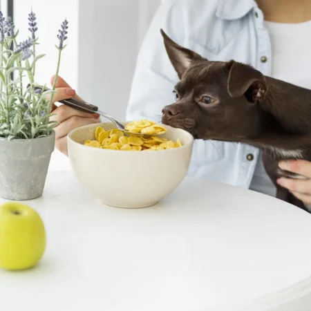 Curso de Urolitiasis Canina y Felina Diagnóstico, Dieta e Intervención 1