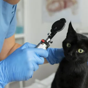 Curso sobre Otitis Crónica Refractaria Vídeo-Otoscopia y Cirugía en Veterinaria 1