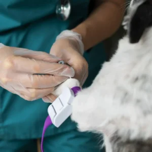 Máster en Cirugía de Tejidos Blandos y Anestesia en Veterinaria 1