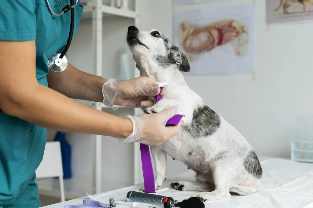 Máster en Dermatología y Alergología Veterinaria 1