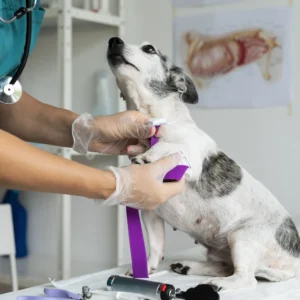 Máster en Dermatología y Alergología Veterinaria 1