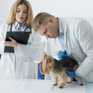 Máster en Diagnóstico por Imagen en Pequeños Animales 1