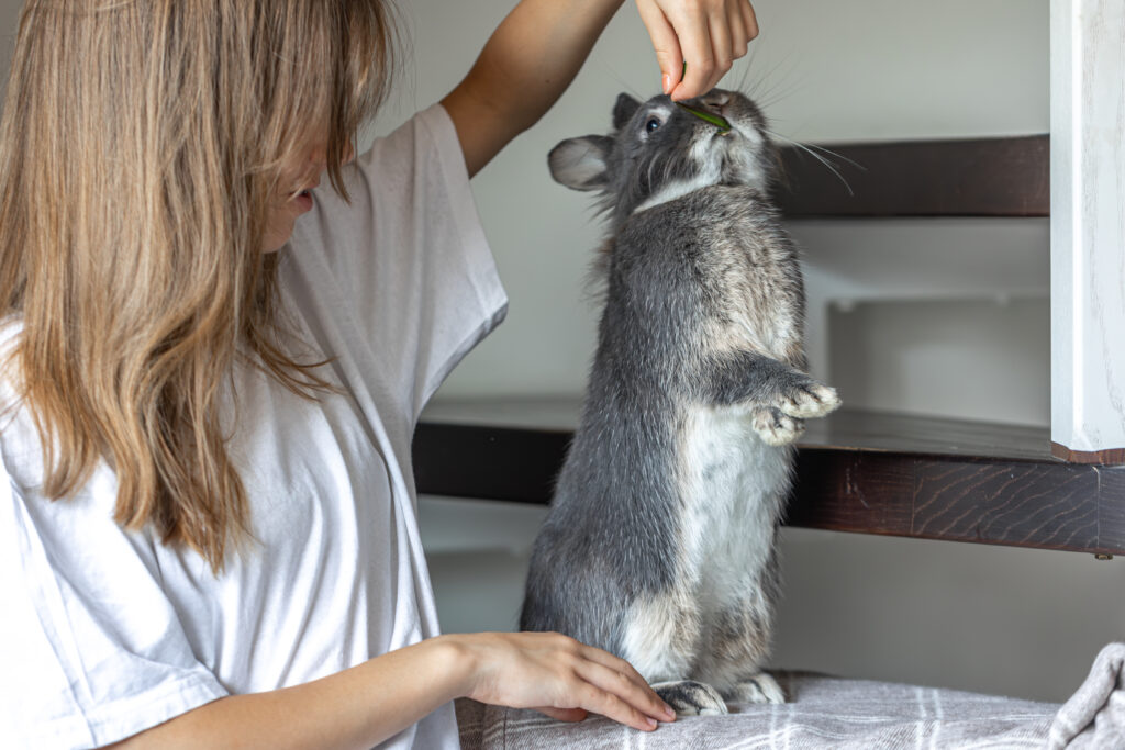 Máster en Diagnóstico por Imagen en Pequeños Animales 2