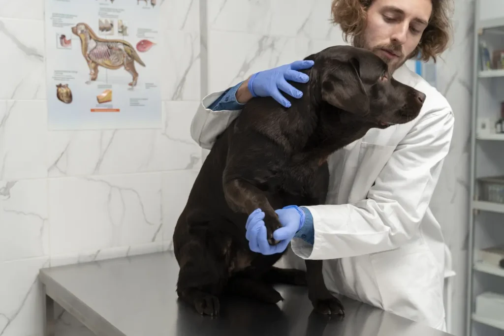 Maestría en Dermatología y Alergología Veterinaria 3