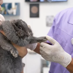 Maestría en Diagnóstico por Imagen en Pequeños Animales 1