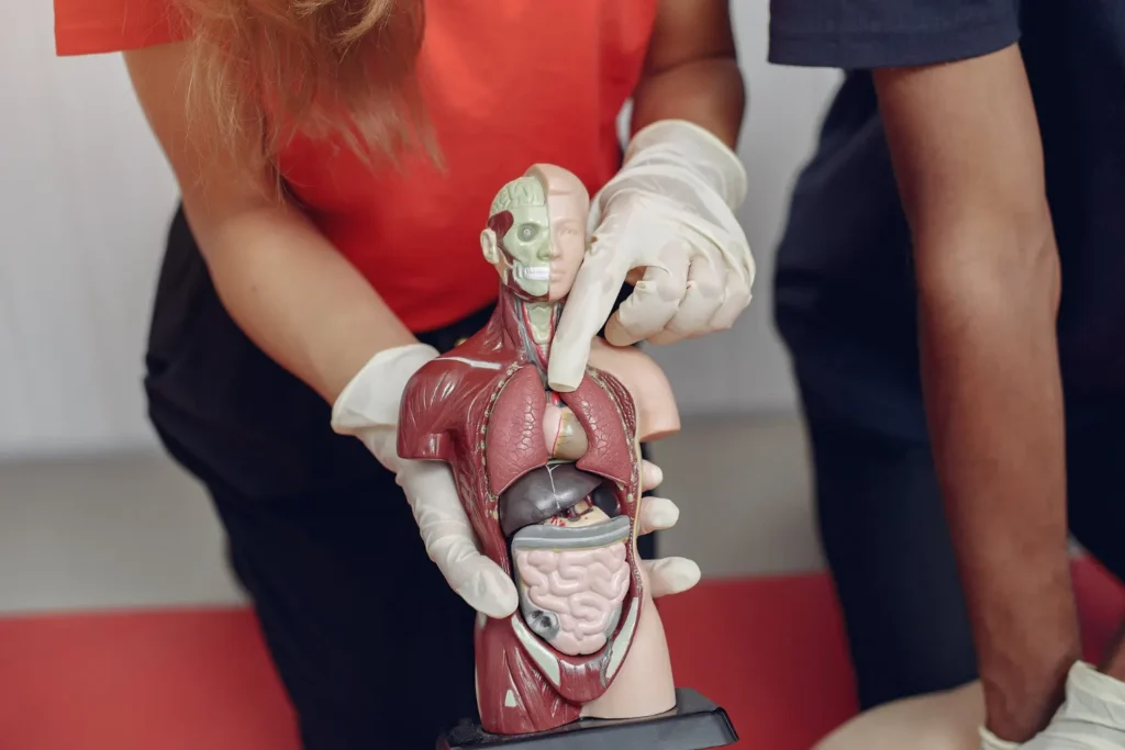 Maestria-Anatomia-y-Fisiologia-del-Aparato-Reproductor-Femenino 3